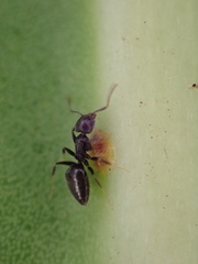 Technomyrmex albipes