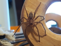 Heteropoda jugulans