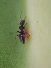 Technomyrmex albipes