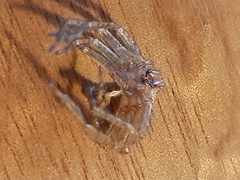 Heteropoda jugulans