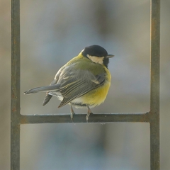 Parus major