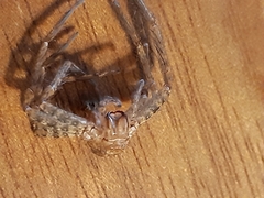 Heteropoda jugulans