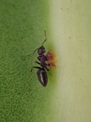Technomyrmex albipes