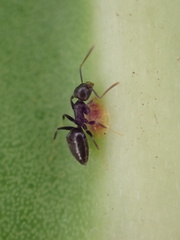 Technomyrmex albipes