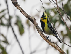 Machlolophus spilonotus