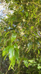 Syzygium paniculatum