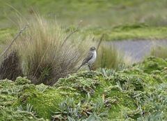 Muscisaxicola alpinus