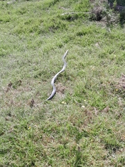 Pseudechis porphyriacus