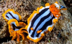 Chromodoris