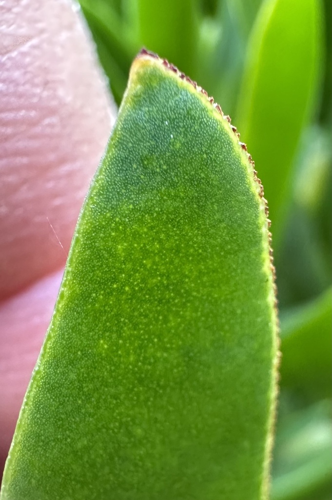Carpobrotus edulis, Frederick-Schoonover Park, Marina, CA, US