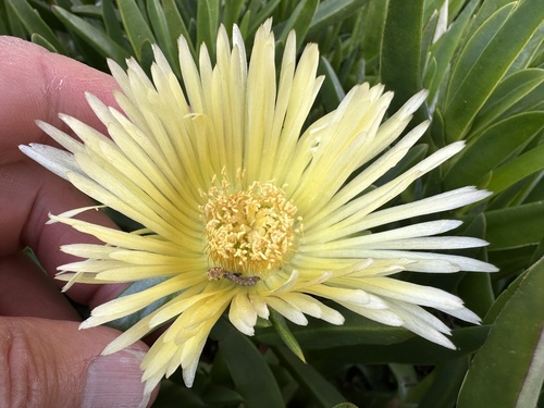Carpobrotus edulis