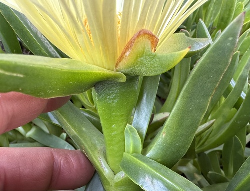 Carpobrotus edulis