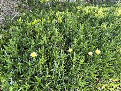 Carpobrotus edulis