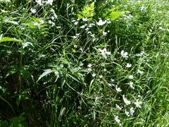Ranunculus platanifolius