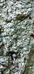 Pertusaria texana