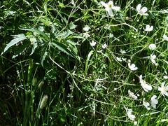 Ranunculus platanifolius