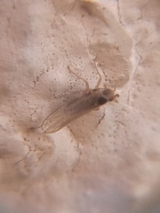 Chionomus havanae