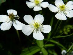 Ranunculus platanifolius