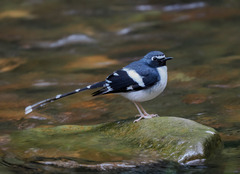 Enicurus schistaceus