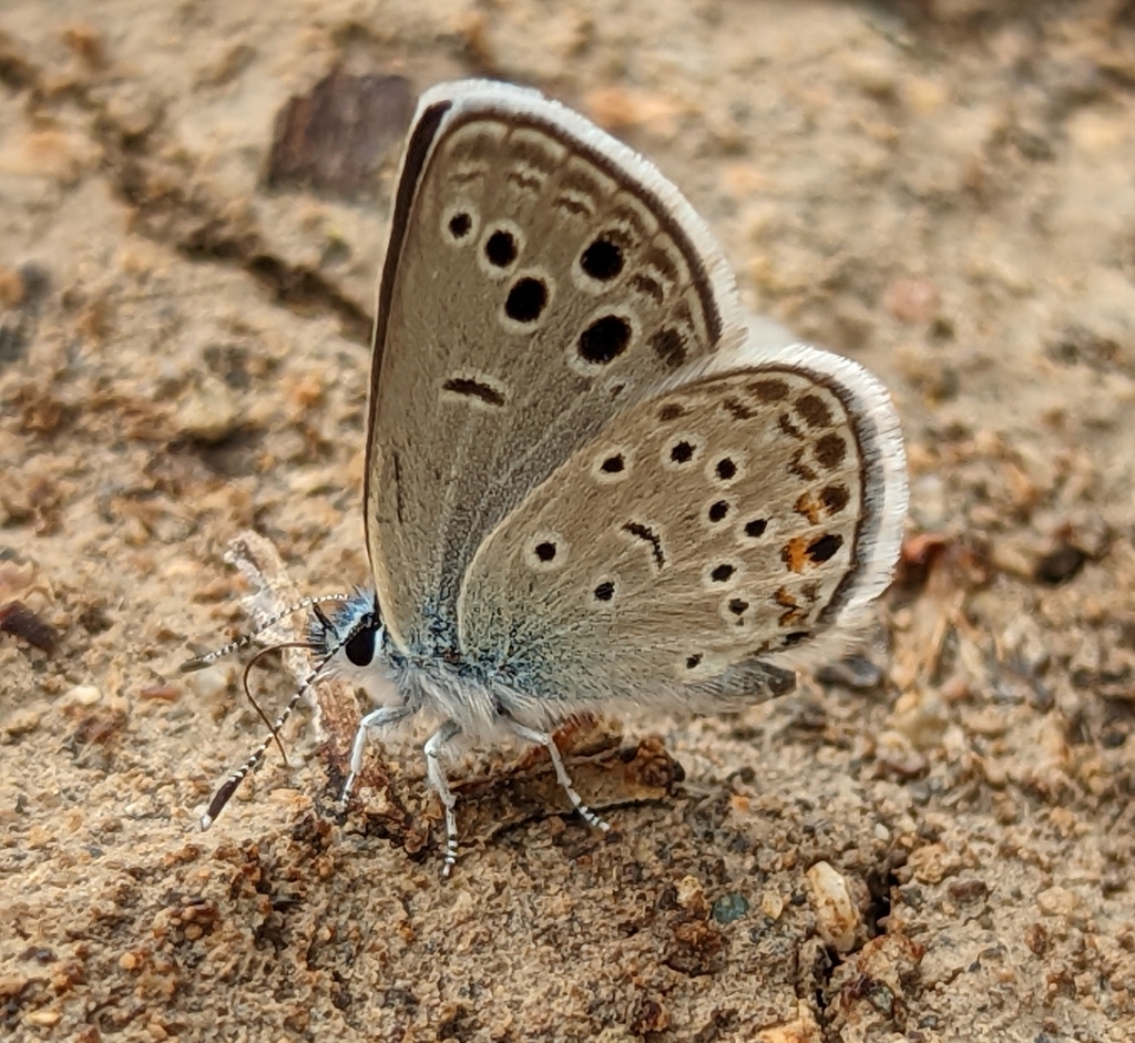 Odd-spot Blue