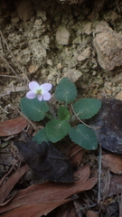 Viola diffusa
