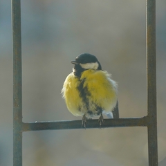 Parus major