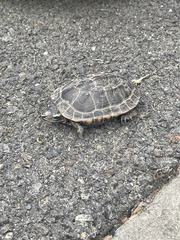 Malayemys macrocephala