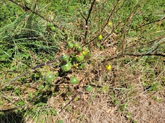 Solanum lycopersicum