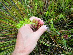 Epilobium billardiereanum