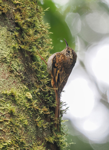 Hume's Treecreeper