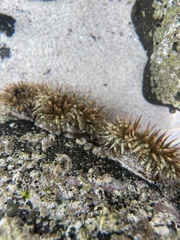 Bunodosoma californica