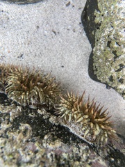 Bunodosoma californica
