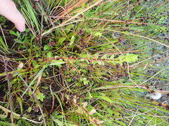 Epilobium billardiereanum