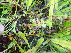 Epilobium billardiereanum