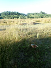 Epilobium billardiereanum
