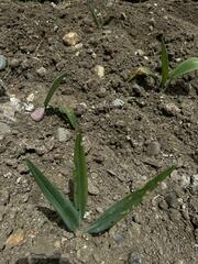 Phaedranassa cuencana