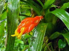 Guzmania nicaraguensis