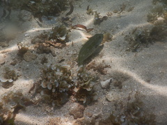 Leptoscarus vaigiensis