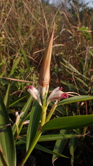 Alpinia officinarum