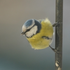 Cyanistes caeruleus