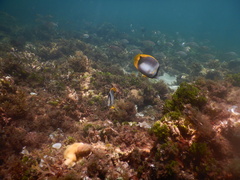 Chaetodon leucopleura