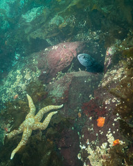 Anarrhichthys ocellatus