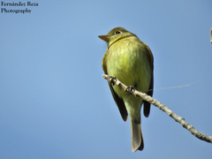 Empidonax difficilis cineritius