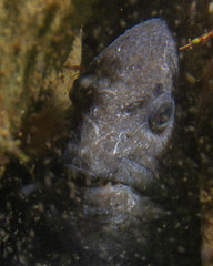 Anarrhichthys ocellatus