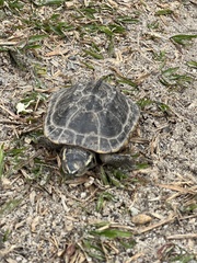 Malayemys macrocephala