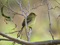 Empidonax difficilis cineritius