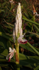Alpinia officinarum
