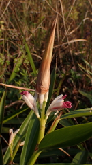 Alpinia officinarum