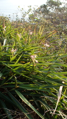Alpinia officinarum