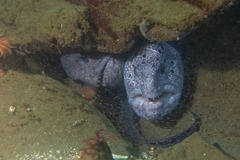 Anarrhichthys ocellatus